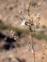 Stephanomeria exigua, photograph (c) Sergey, some rights reserved (CC BY)