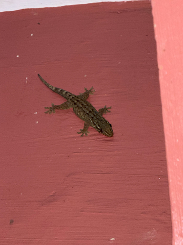 Gehyra observed 2026-07-18