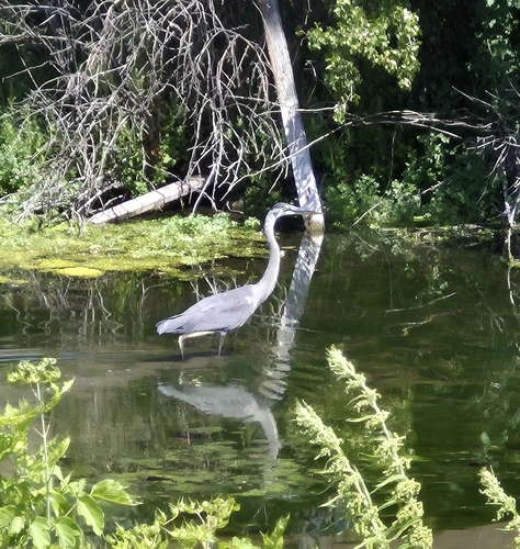 Great Blue Heron