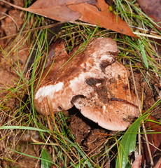 Agaricus austrovinaceus