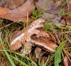 Agaricus austrovinaceus