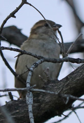 Passer domesticus