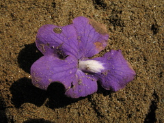 Petrea volubilis