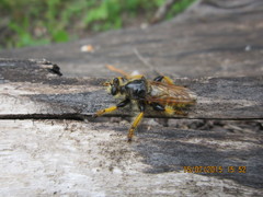 Pogonosoma maroccanum