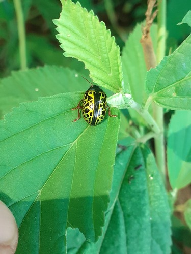 Calligrapha