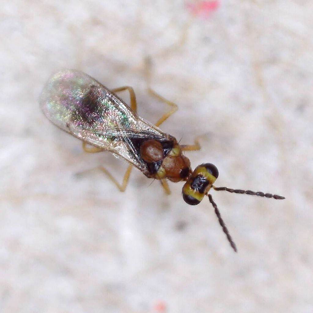 Stenomesius rufescens