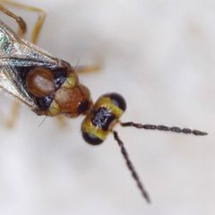 Stenomesius rufescens