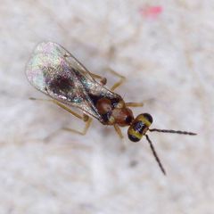Stenomesius rufescens