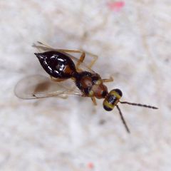 Stenomesius rufescens