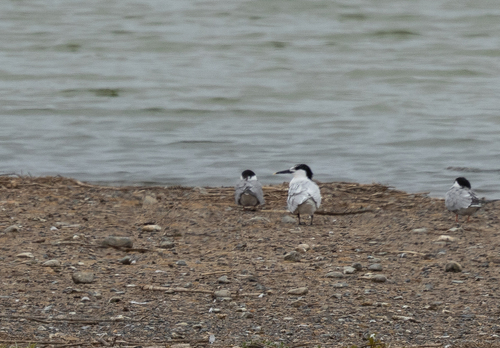 iNaturalist: (c) Jon J. Laysell, some rights reserved (CC BY-NC), uploaded by Jon J. Laysell iNaturalist image
