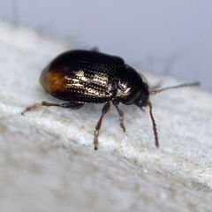 Hippuriphila modeeri