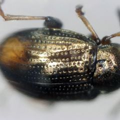 Hippuriphila modeeri