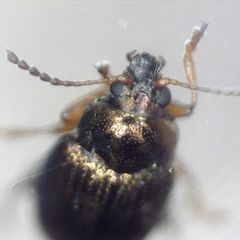 Hippuriphila modeeri