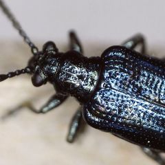 Lema cyanella