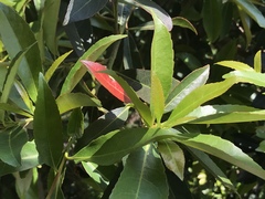 Elaeocarpus zollingeri