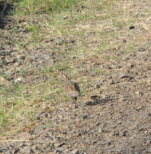 Spot-bellied Bobwhite (Colinus leucopogon)