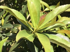 Elaeocarpus zollingeri