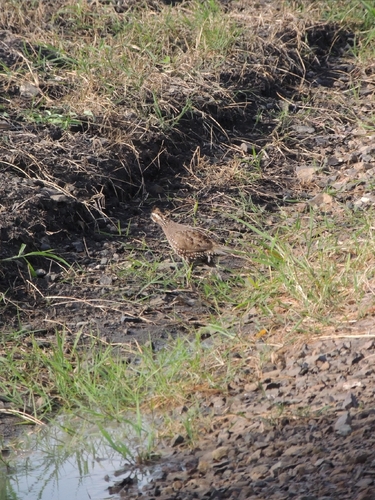 Spot-bellied Bobwhite (Colinus leucopogon), photo 2