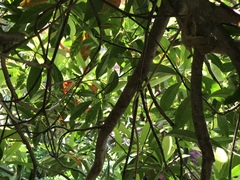 Elaeocarpus zollingeri
