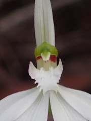 Caladenia picta