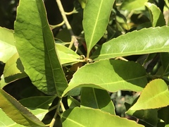 Elaeocarpus zollingeri