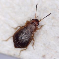 Anthobium unicolor