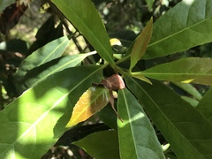 Elaeocarpus zollingeri