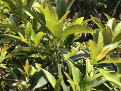 Elaeocarpus zollingeri