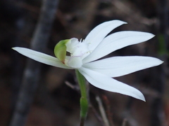 Caladenia picta