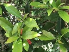 Elaeocarpus zollingeri