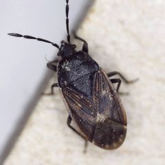 Drymus sylvaticus
