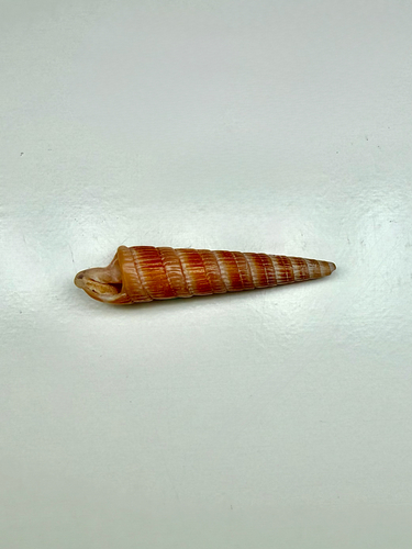 Duplicaria duplicaria, 2026-07-26