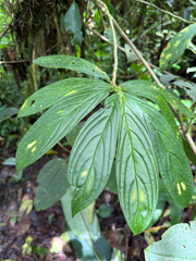 Columnea consanguinea