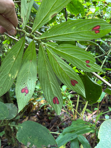 Columnea consanguinea, photograph 2