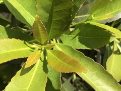 Elaeocarpus zollingeri