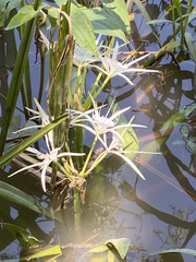 Hymenocallis liriosme