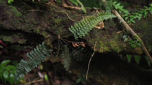 Trichomanes crispum observed 2026-06-30