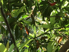Elaeocarpus zollingeri