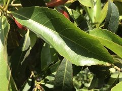 Elaeocarpus zollingeri