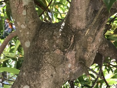 Elaeocarpus zollingeri
