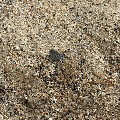 iNaturalist observation photo of Typical Blues