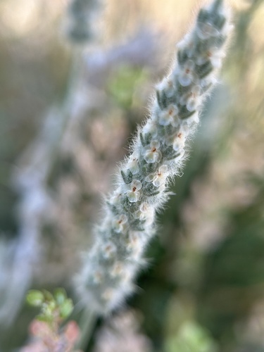Woolly Plantain