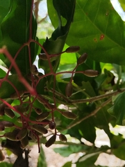 Neea psychotrioides