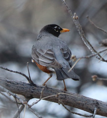 Turdus migratorius