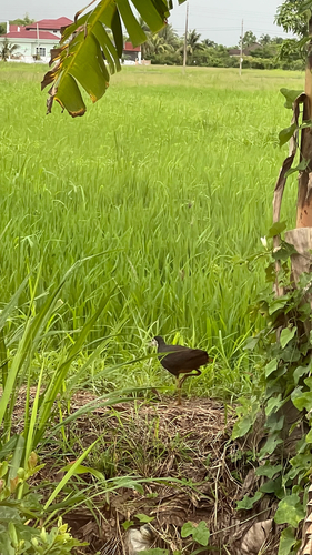 White-breasted Waterhen