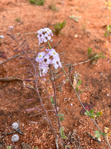 Harmsiodoxa puberula, 2026-07-26