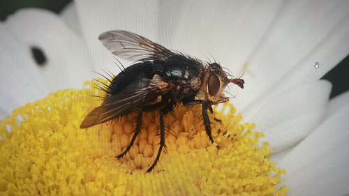Archytas metallicus