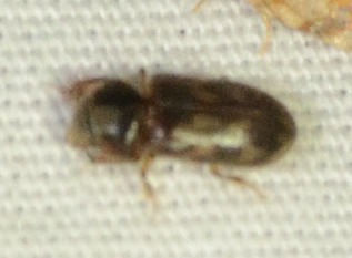 Heterocerus fenestratus