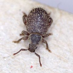 Cathormiocerus aristatus