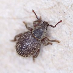 Cathormiocerus aristatus